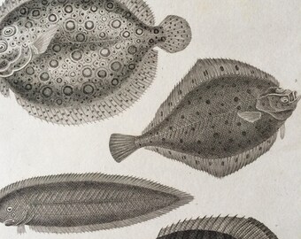 1819 Original Antique Engraving - Flounder and Chaetodon Fishes - Fish - Ichthyology - Marine Decor - Available Matted and Framed