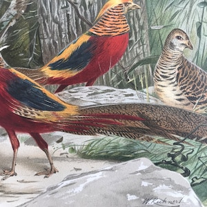 1893 Golden Pheasants Original Antique Print - Ornithology - Bird Art - Mounted and Matted - Available Framed