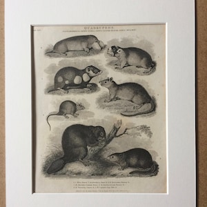 1819 Beaver, Musk, Rat, Hamster, Mouse and Mole Original Antique Engraving - Available Mounted and Matted - Wildlife Decor - Mammal - Framed