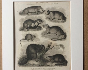 1819 Beaver, Musk, Rat, Hamster, Mouse and Mole Original Antique Engraving - Available Mounted and Matted - Wildlife Decor - Mammal - Framed