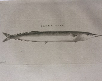 1812 Saury Pike Original Antique Engraving - Available Mounted and Matted - Ichthyology - Fish Art - Cabin Decor - Available Framed