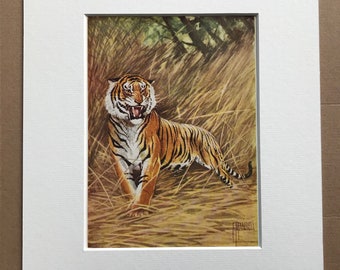 1940s Tiger Original Vintage Print - Mounted and Matted - Wildlife - Natural History - Animal Art - Available Framed