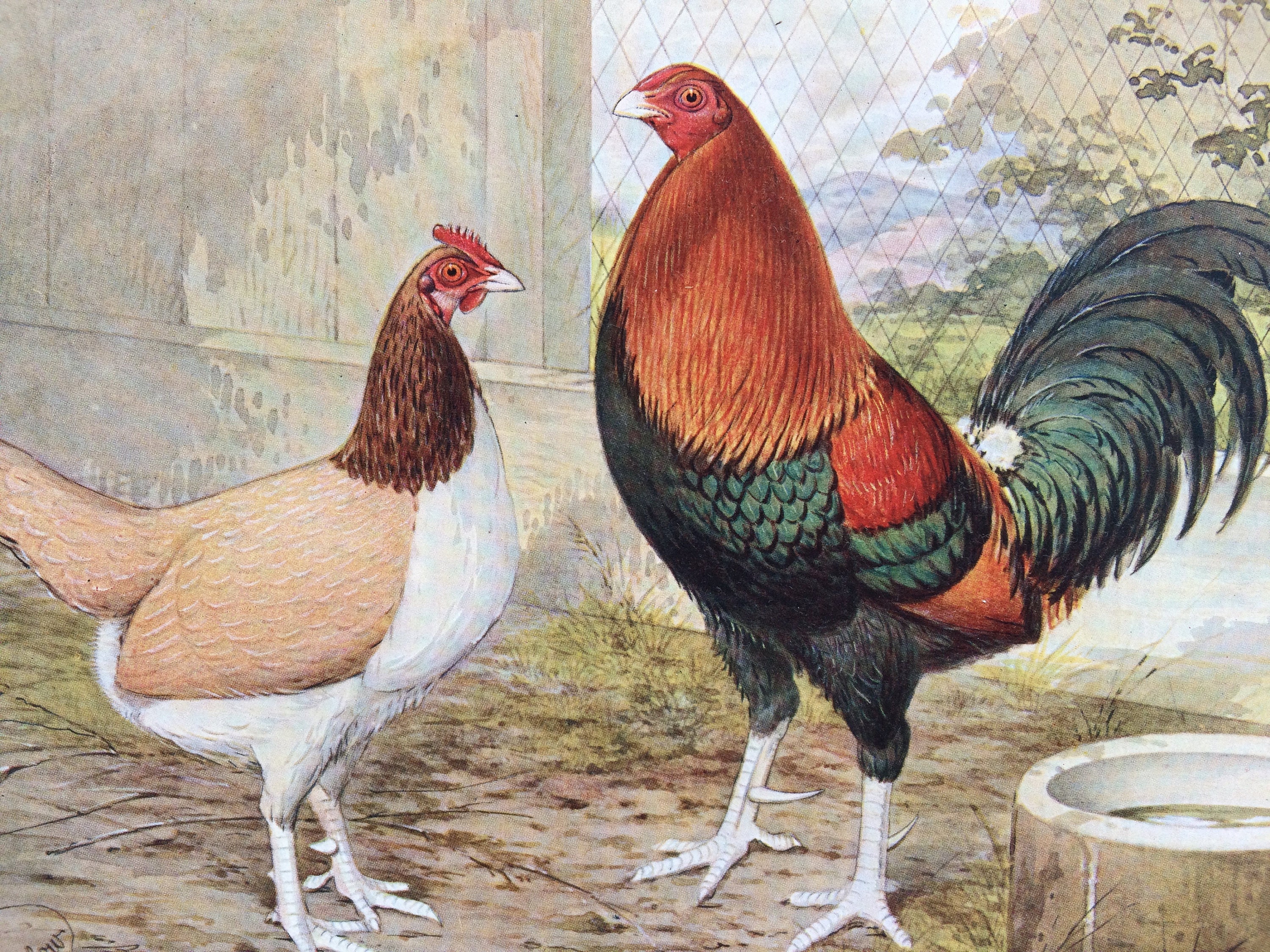 1910 Old English Game: Black-Red Cock and Clay Hen Original Antique Matted  Lithograph - Poultry - Ornithology - Decorative Wall Art