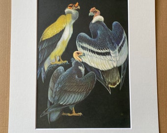 1968 Andean Condor, King Vulture, California Condor Original Vintage Print - Ornithology - Mounted and Matted - Available Framed
