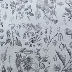 May include: Detailed black and white botanical illustration featuring various plant species. The image showcases detailed drawings of leaves, flowers, and fruits, including acorns and nuts. A vintage style botanical print.