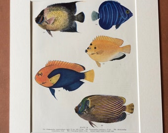 1950 Original Vintage Fish Print - Mounted and Matted - Available Framed - Tropical Fish - Marine Species - Sealife - Ocean Decor