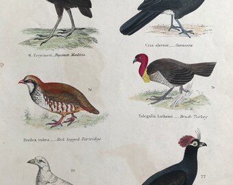 1862 Partridge, Curassow, Brush Turkey, Sheathbill Original Antique Hand Coloured Engraving - Available Mounted, Matted and Framed - Bird