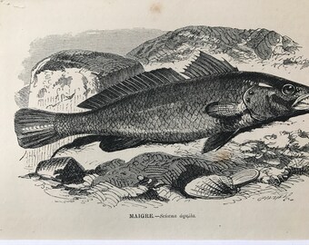 1863 Maigre Original Antique Print - Fish Illustration - Marine Decor - Mounted and Matted - Available Framed