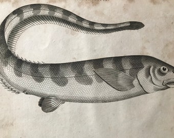1810 The Notacanth Original Antique Copperplate Engraving - Mounted and Matted - Marine Decor - Decorative Art - Fish - Spiny Eel - Framed