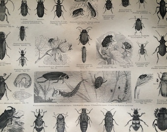 1876 Beetles Original Antique print - Available Framed - Insect - Entomology - Victorian Decor