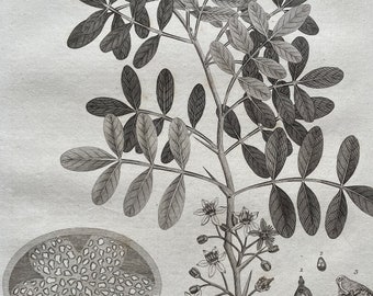 1810 Wood Apple (Feronia Elephantum) and Fasciola (Sheep Liver Fluke) Original Antique Copperplate Engraving - Available Framed