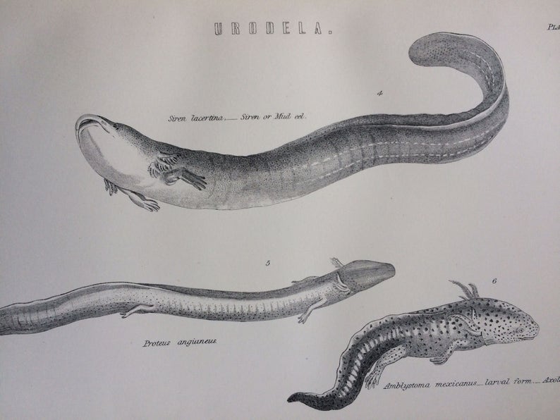Urodela Original Antique Encyclopaedia Illustration Siren Eel Marine Wildlife wall decor home decor 1891 EEL Fish