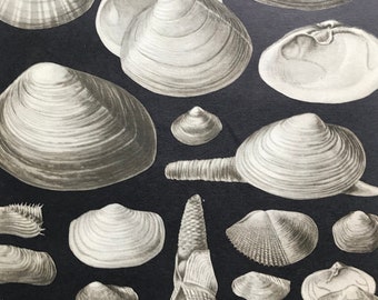 1968 Original Vintage Shell Print - Available Framed - 14 x 11 inches - Marine Wildlife Wall Decor - Seashell - Crustacean - Shellfish