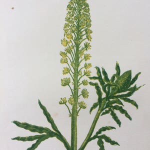 1852 Original Antique Hand-Coloured Anne Pratt Botanical Illustration - Wild Mignonette - Wild Flower - Botany - Garden - Decorative Art