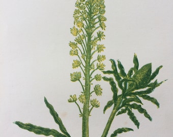 1852 Original Antique Hand-Coloured Anne Pratt Botanical Illustration - Wild Mignonette - Wild Flower - Botany - Garden - Decorative Art