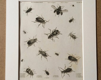 1819 Beetles Original Antique Engraving - Vintage Insect Art - Coleoptera - Entomology - Available Matted and Framed