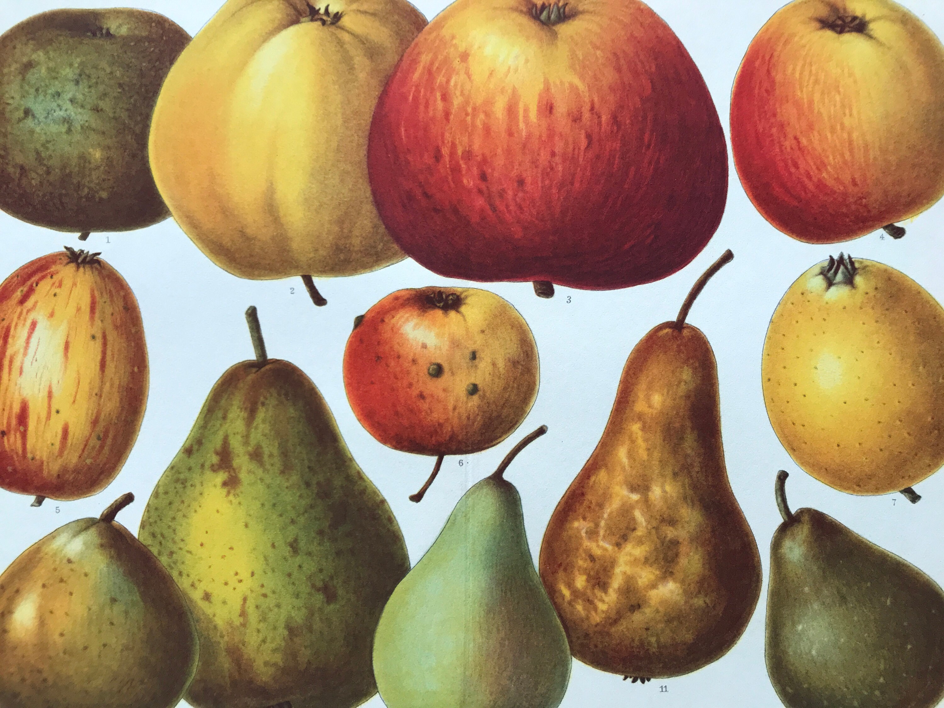 Чечевица фото. Different varieties. Different varieties. Different varieties. Раджапури банан сорт.