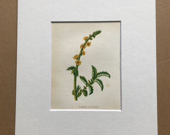1852 Original Antique Hand-Coloured Anne Pratt Botanical Illustration - Common Agrimony - Botany - Garden - Available Framed