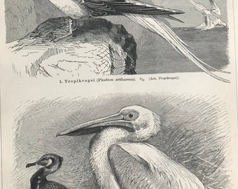 1897 Red-Billed Tropicbird, Great Cormorant, Pelican Original Antique Print - Mounted and Matted - Ornithology - Bird Art - Available Framed