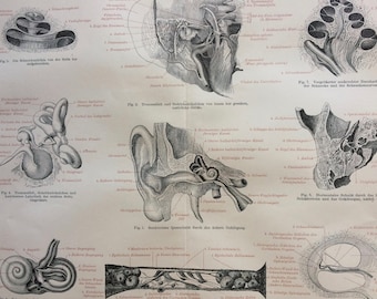 1896 Human Ears Original Antique Print - Available Framed - Anatomy - Anatomical Art - Vintage Wall Decor