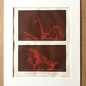 May include: Two framed vintage prints with red and black abstract botanical illustrations. The top print features tall, thin shapes and the bottom print shows a cloud-like form. Both prints have German text and are matted in white.