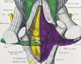 1947 Original Vintage Anatomical Print - Mounted and Matted - Available Framed - 8 x 10 inches - The Brain - Anatomy - Medicine - Biology