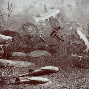 May include: Sepia-toned illustration of an underwater scene featuring various fish species. Several fish swim near the surface, while others rest on the seabed. The artwork depicts a prehistoric aquatic environment with rocks and aquatic plants.