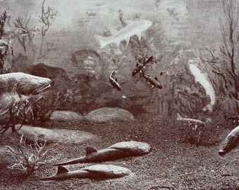 1935 Group of Devonian Fishes Original Antique Print - Prehistoric Era - Palaentology - Mounted and Matted - Available Framed