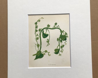 1852 Original Antique Hand-Coloured Anne Pratt Botanical Illustration - Black Bryony - Botany - Garden - Available Framed