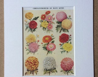 1940s Chrysanthemums Original Vintage Print - Mounted and Matted - Flower - Horticulture - Botanical Decor - Botany - Available Framed