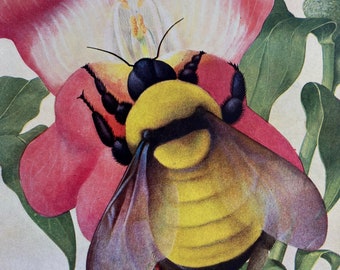 1940s Bumblebee on Snapdragon Original Vintage Print -Insect Art - Botanical Decor - Mounted and Matted - Available Framed
