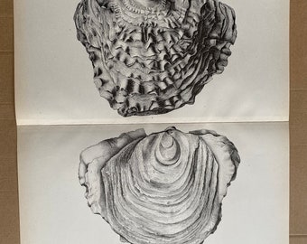 1883 Living Ostreidae - Prehistoric Saltwater Oyster - Ostrea Compressirostra - Original Antique Print - Fossil - Geology