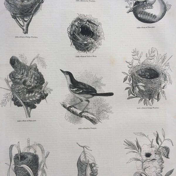 1856 Large Original Antique Bird Engraving - Sedge-Warbler Nest , Pine-Pine, Reed-Bunting, Creeper, Tailor-Bird - Ornithology - Wall Decor
