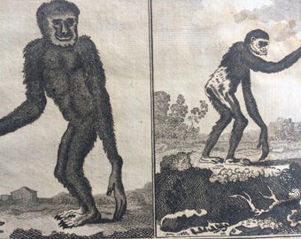 1775 Original Antique Copper Engraving -  Gibbons - Count de Buffon - Wall Decor - Zoology - Decorative Art - Monkey - Ape