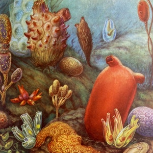 May include: An illustration of various sea creatures in shades of orange, red, yellow, and green. The image features a variety of shapes and textures, including spiky, bulbous, and tubular forms, set against a muted blue-green background.