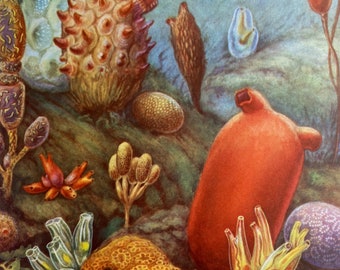1968 Original Vintage Print - Sea Peach - Tunicate - Sea Squirt - Sea Pineapple - Mounted and Matted - Available Framed