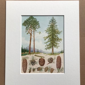 1940s Conifers and their Cones Original Vintage Print - Mounted and Matted - Tree - Botanical Decor - Available Framed