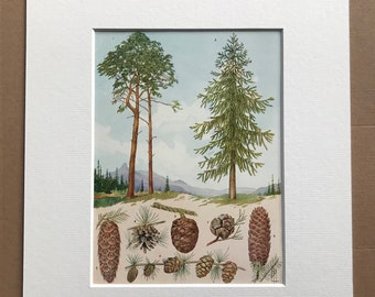 1940s Conifers and their Cones Original Vintage Print - Mounted and Matted - Tree - Botanical Decor - Available Framed