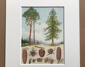 1940s Conifers and their Cones Original Vintage Print - Mounted and Matted - Tree - Botanical Decor - Available Framed