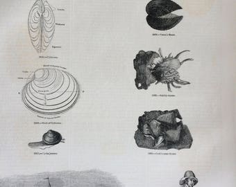 1856 Large Original Antique Sea Shell Engraving - Shellfish - Conchology - Oyster - Dredger - Fishing - Boats - Marine Wildlife - Wall Decor