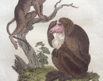 1811 Original Antique Hand-Coloured Engraving - Long Nosed Monkey - Wildlife - Wall Decor - Zoology - Decorative Art