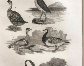 1822 Original Antique Matted Bird Engraving - Fulmar, Petrel, Albatross, Goose, Black Swan, Barnacle Goose - Ornithology - Framed Decor