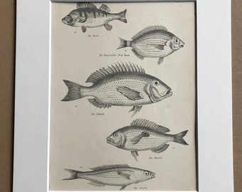 1862 Original Antique Engraving - Available Mounted, Matted and Framed - Perch, Dentale, Mendole, Smaris, Sheephead Fish