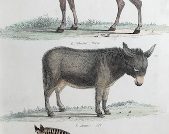 1862 Horse, Ass and Zebra Original Antique Hand Coloured Engraving - Available Mounted, Matted and Framed - Wildlife