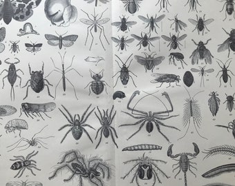1900 Entomology, Myriapoda and Arachnida Original Antique Print - Available Framed - Insect Art - Spider - Fly - Millipede