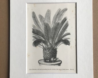 1858 Original Antique Engraving - Cycas Revoluta, with buds proceeding from the Axillae - Palaeontology - Fossil - Geology