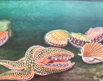 1968 Colourful Vintage Starfish & Clams Print - Mounted and Matted - Available Framed - Marine Decor - Ocean Wildlife - Crustacean