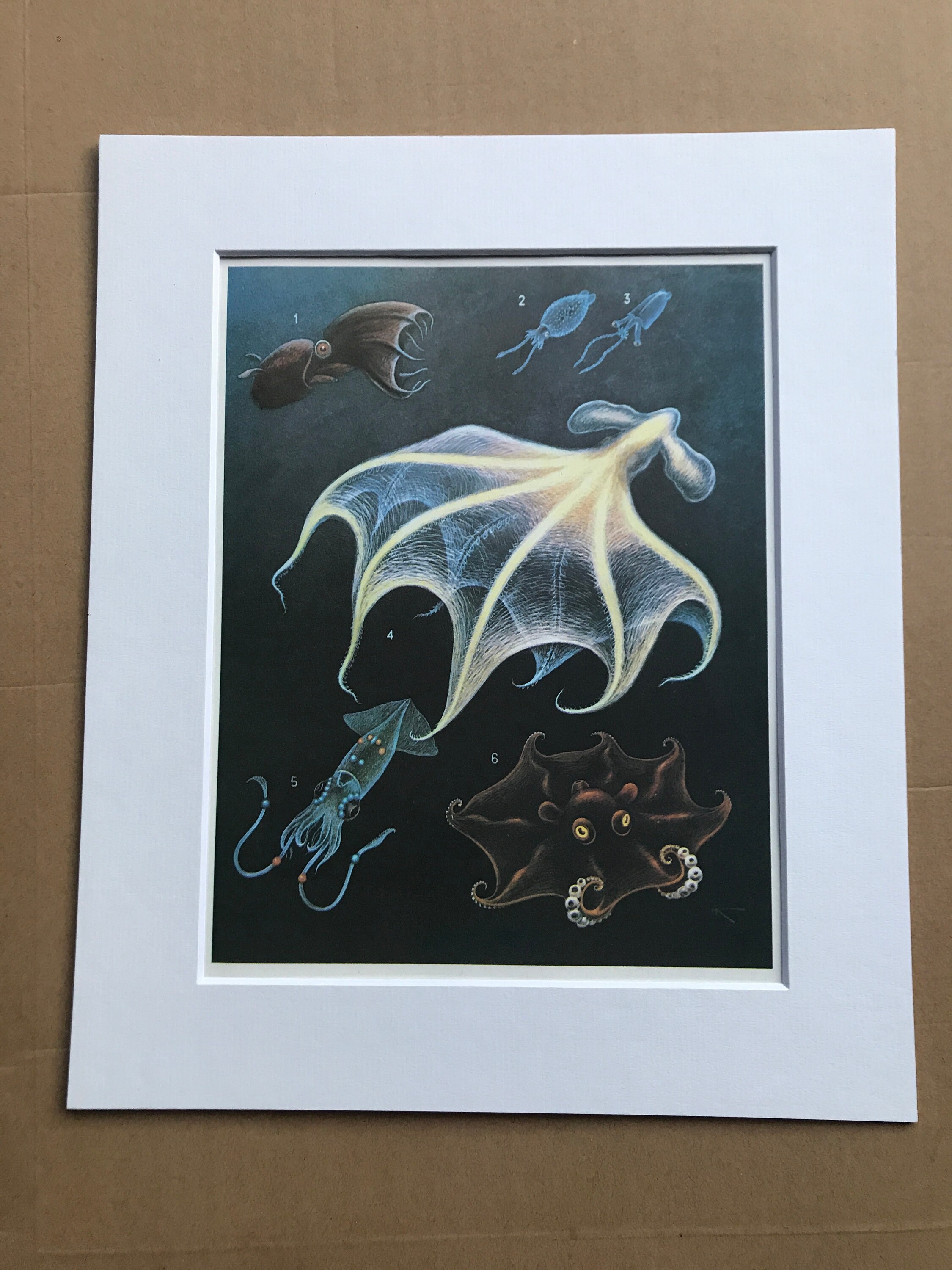 1988 Original Vintage Print Japanese Pancake Devilfish Vampire