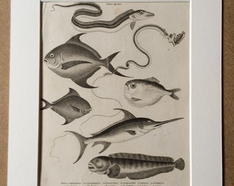 1819 Original Antique Engraving - Apodes Genus Fishes - Swordfish - Wolf Fish - Ichthyology - Marine Decor - Available Matted and Framed