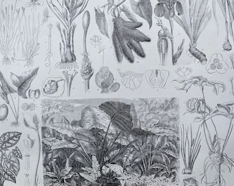1869 Botany Large Original Antique Illustration - Caladium, Calla Lily, Iris, Crocus, Pothos - Botanical Art - Mounted and Matted